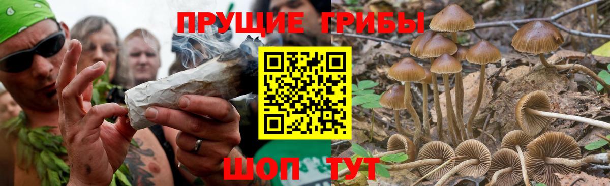 Псилоцибиновые грибы MAGIC MUSHROOMS Вятские Поляны